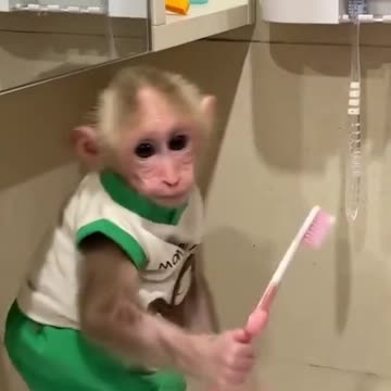 Monkey luxury life | Funny monkey wake up time