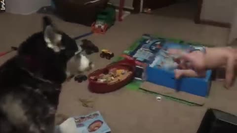 Toddler laughs as.he and.husky hou/together/GMA dijital