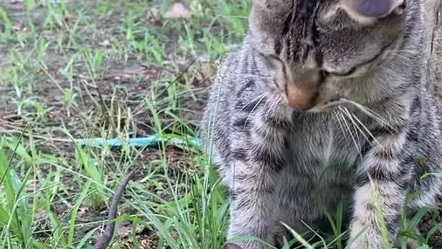 Tikus pura puara pingsan saat di tabok sama kucing