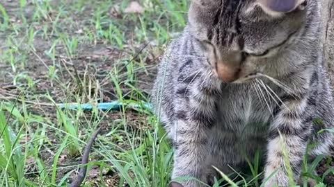 Tikus pura puara pingsan saat di tabok sama kucing