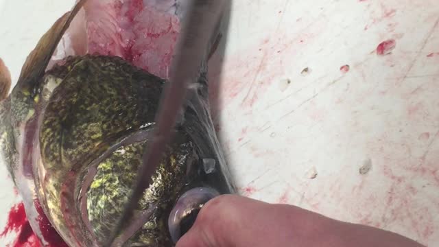 Walleye cheek removal! Tastiest part of the fish!!