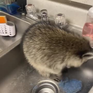 He's literally just being a good roommate 😂🦝🧼