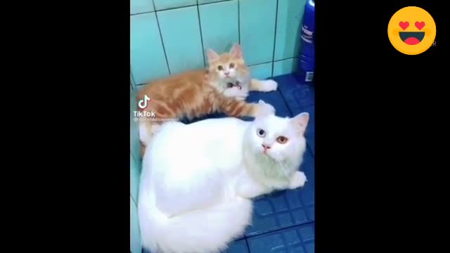 get together n funny funny cat videos