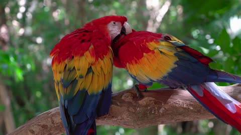 Parrots shows love to each other.