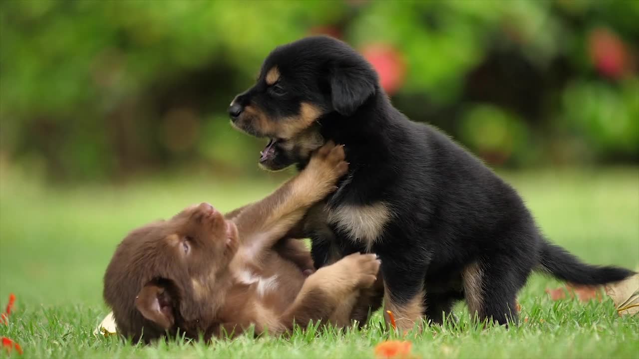 cute fight of puppies