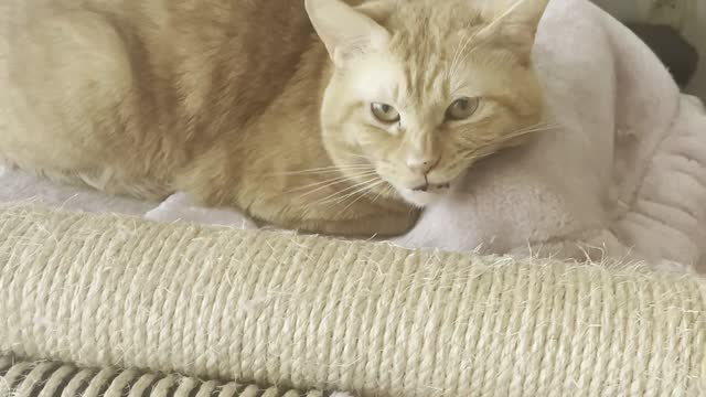 Quickly rebuild the cat tower