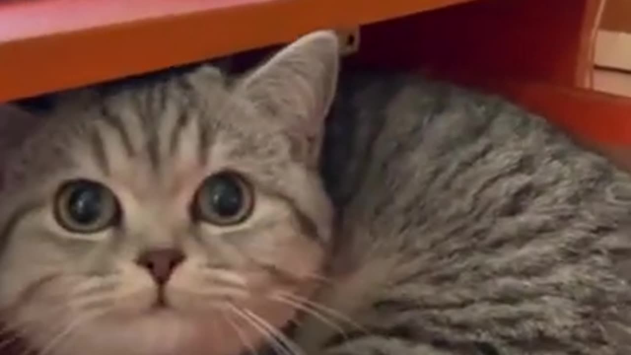 Cats Funny Video