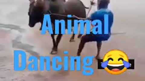 Animal Funny Video