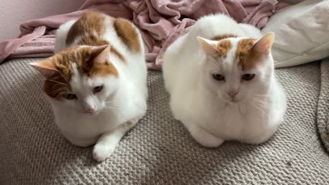 our twin-cats