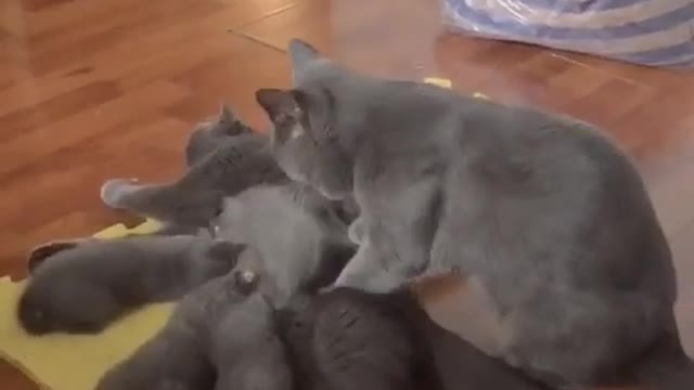 happy cat family, mom breastfeeding dad massages