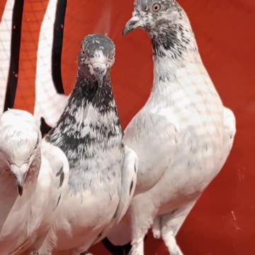 Beautifulpigeon breeder pair best flying