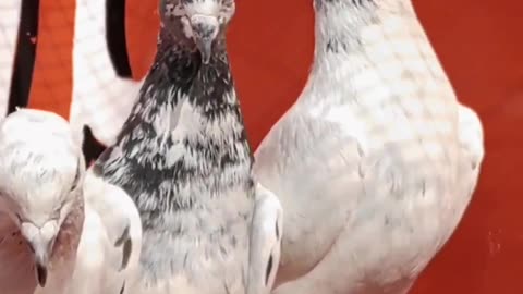 Beautifulpigeon breeder pair best flying