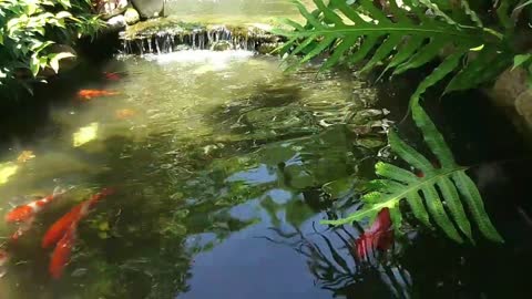 Amazing Fish And Beautiful Colors Fish Video