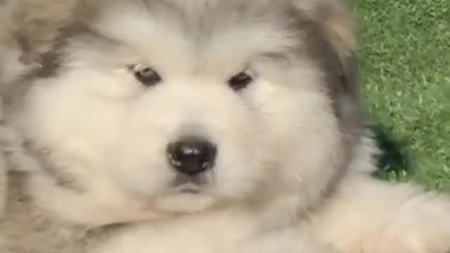 Funniest and Cutest Puppies