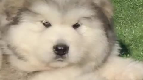 Funniest and Cutest Puppies