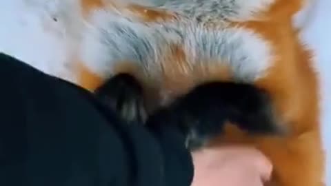 The fox doesn't want to wake up