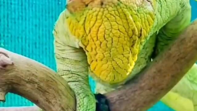 The chameleon