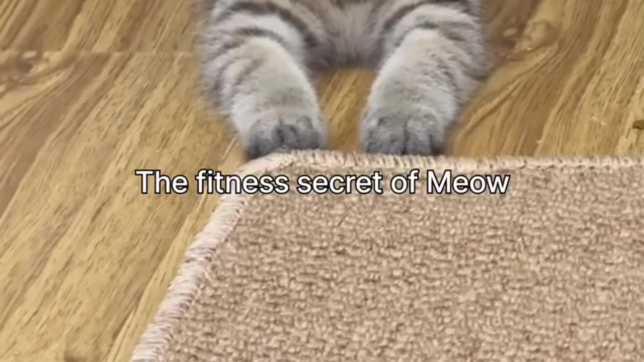 Fitness Meow😽🐾