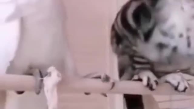 FUNNY CATS