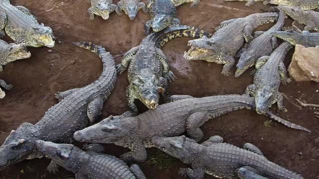 Crocodiles Devour Chicken