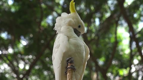 A Cockatoo on a Tree Branch