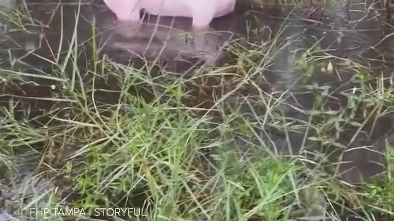 Florida Troopers rescued a dog that was tied to a fence in Hurricane Milton’s path.