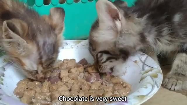 Hungry Rescue Kitten And His Siblings Enjoying Breakfast And Growing Faster