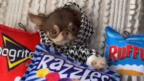 Little Dog wants to show its favourite sweaters