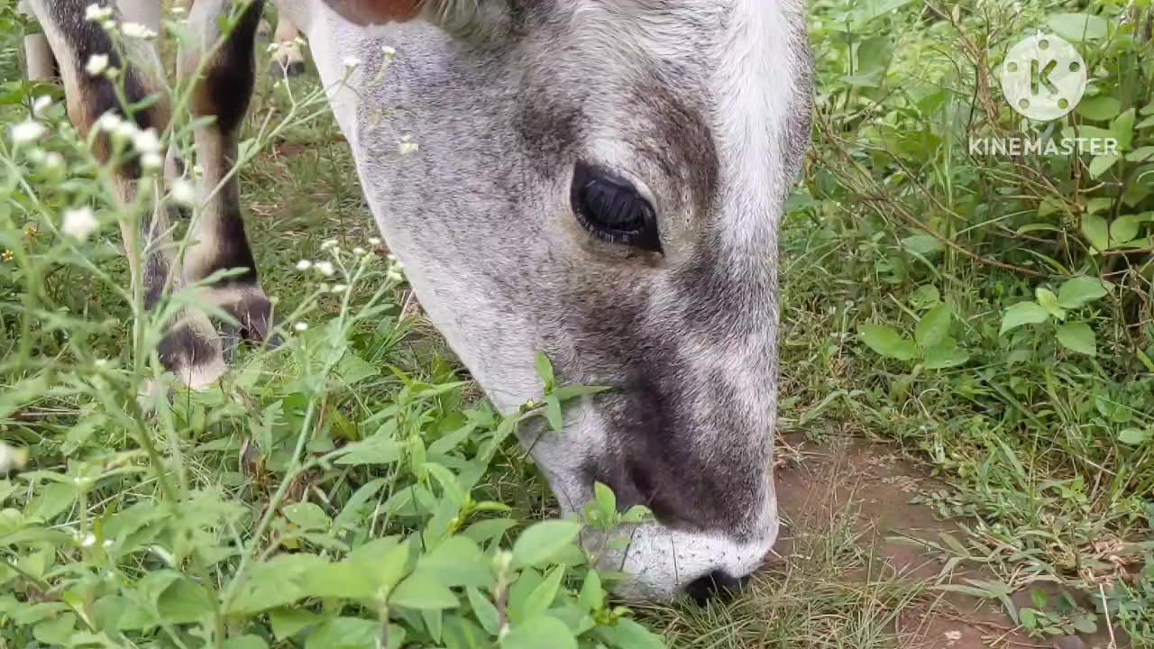 Village life feeding the bulls