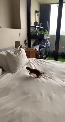 Poppy makes the rules 😲