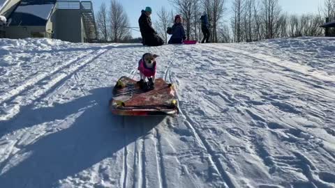 Chihuahua Surfs Through the Snow on Boogie Board