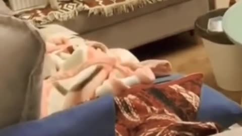 Best of cute cat 🐱 funny videos
