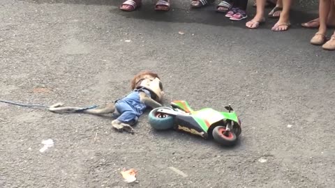 Walking Street Monkey Show, Surabaya, Indonesia.