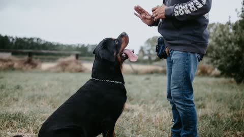 Best guard Dogs - TOP 10 Bravest Dog Breeds In The World!