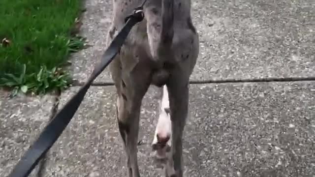 Grey great dane holding stuffed animal and walking