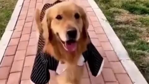 Funny Dog Videos try not to laugh | Cute DOG go to catwalk