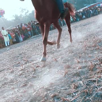 best wide horse rolling stones #horseracig 😍 #shortvideo #villagemarketbd #horsevideo #villagelife