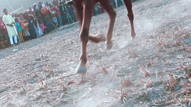 best wide horse rolling stones #horseracig 😍 #shortvideo #villagemarketbd #horsevideo #villagelife
