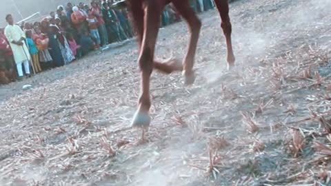 best wide horse rolling stones #horseracig 😍 #shortvideo #villagemarketbd #horsevideo #villagelife