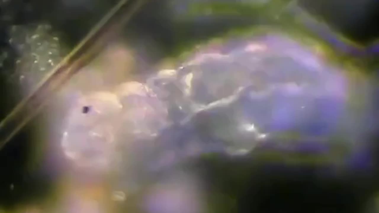 A TARDIGRADE WALKS AMONG ALGAE