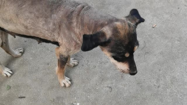 Dogs are waiting for their owners to go home on the roadside every day; man's best friend