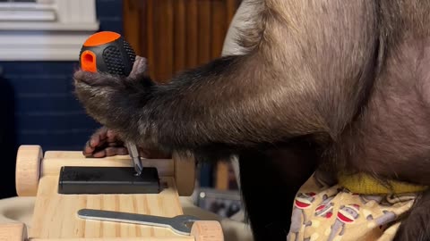 Capuchin Monkey Is Hard at Work