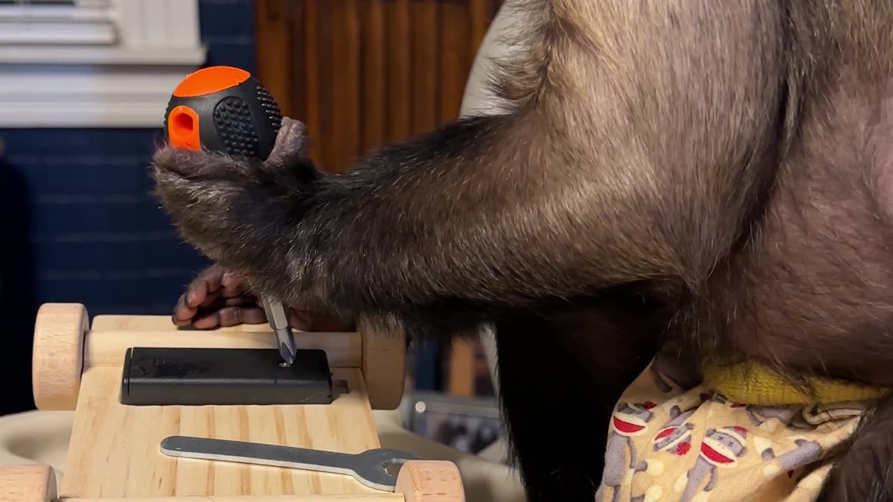 Capuchin Monkey Is Hard at Work