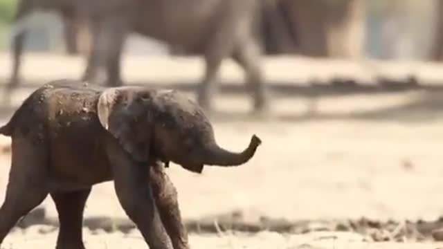 First Steps of the baby elephant