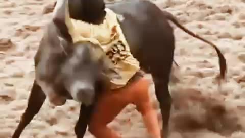 Cow game cow attack on a man follow please