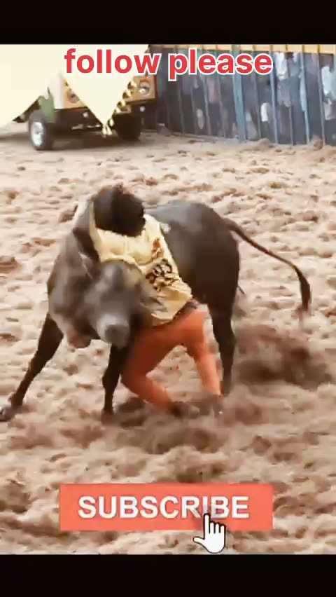 Cow game cow attack on a man follow please