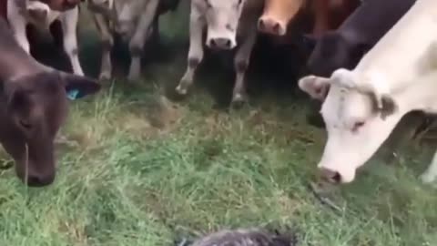 Funny Animals