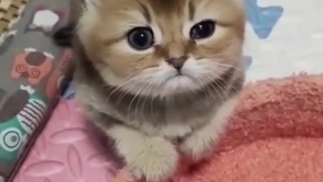 Kitten With a Cute Face