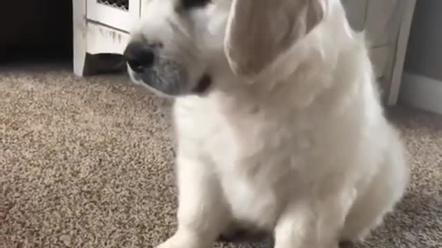 Cachorro tan linda reaccionando a ruidos aullantes