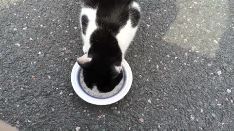 Cat eating her favourite pieces